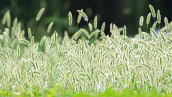 田野狗尾草的自然风光