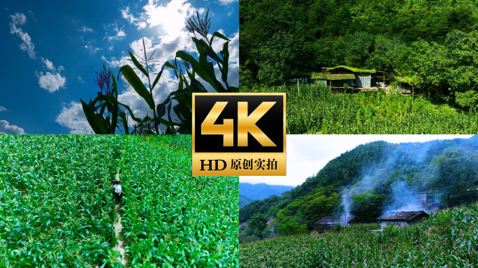 玉米 包谷 抽穗 玉米地 苞米地