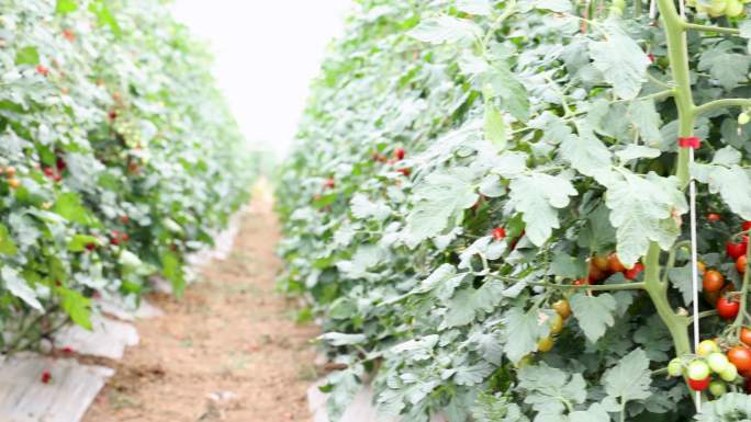 丰收在望的番茄园农业农场向日葵番茄西红柿