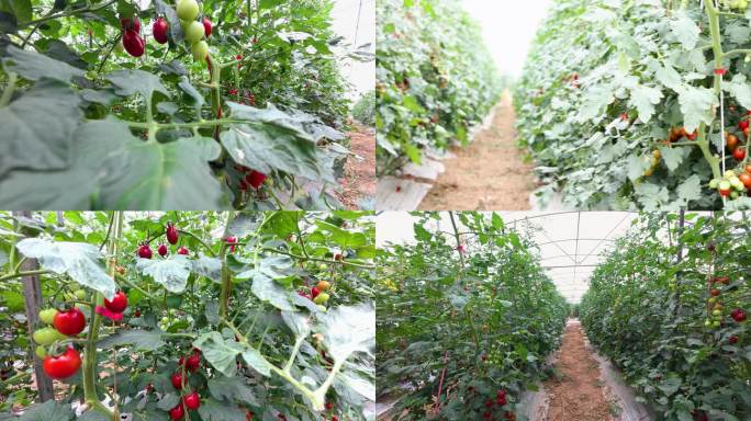 丰收在望的番茄园农业农场向日葵番茄西红柿