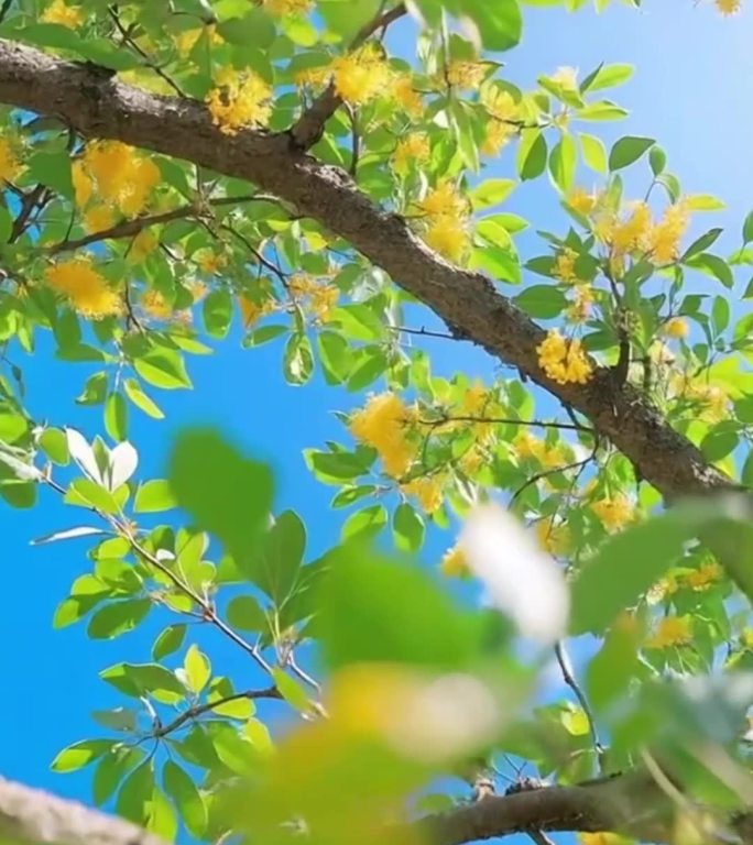繁花盛开的春日美景唯美空镜野餐
