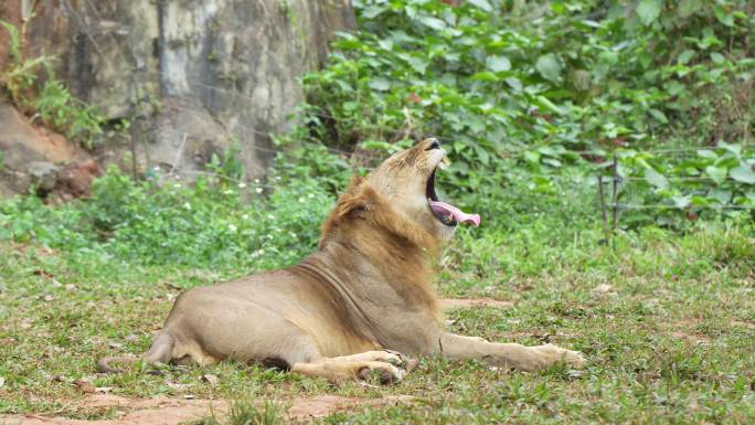 雄狮的吼叫与休憩