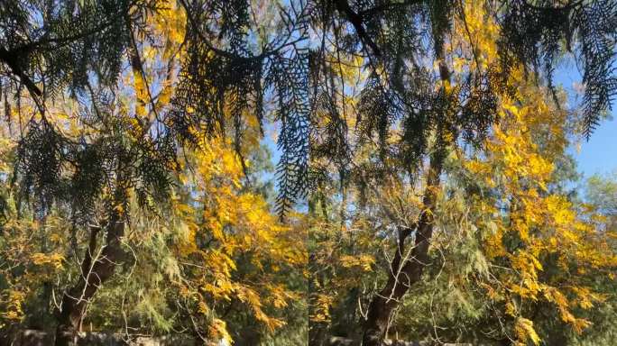 秋日暖阳下的树木