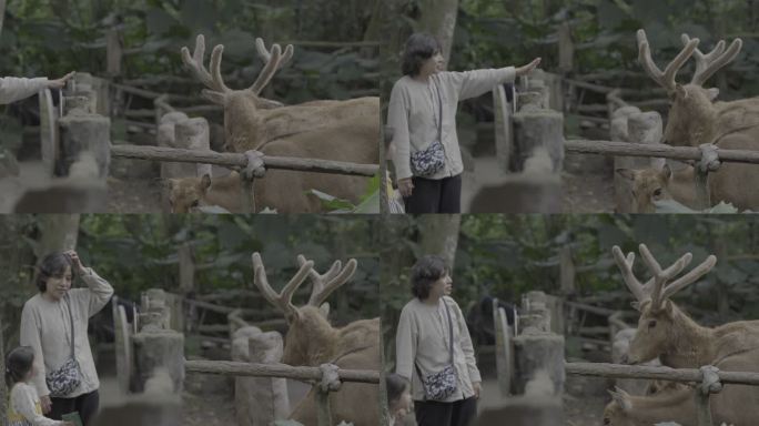 母女与鹿亲密互动