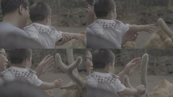 宝宝与鹿亲密互动