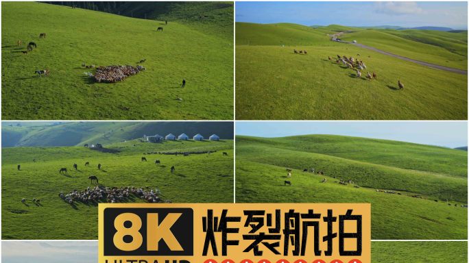 牛羊牧场草原羊群奔跑新疆伊犁生态