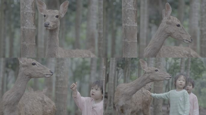 小女孩与小鹿的亲密互动