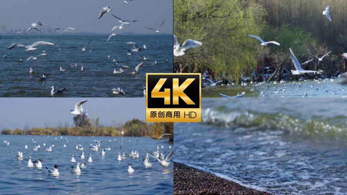 群鸟飞舞湖面 海鸥