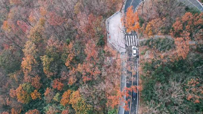 秋日花果山山路蜿蜒航拍红叶风景