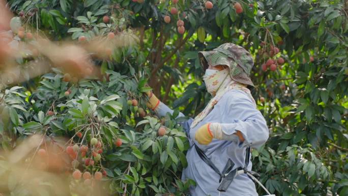 海南荔枝采摘