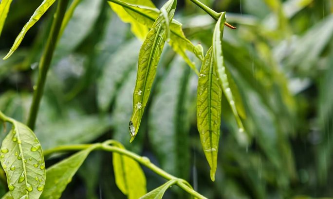 雨滴滋润下的嫩叶