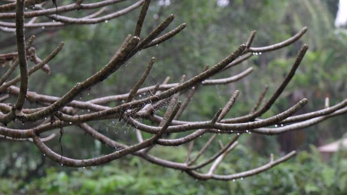 雨后枝条上的水滴