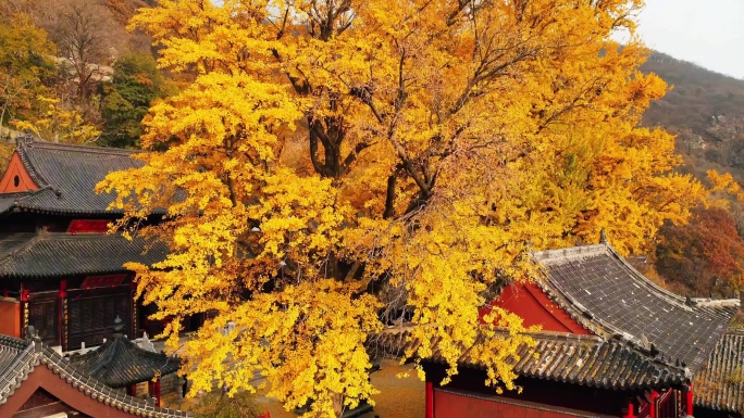 花果山古寺千年银杏秋色