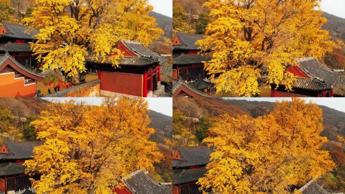 花果山古寺千年银杏秋色