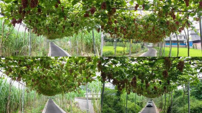 葡萄长廊下的乡村公路