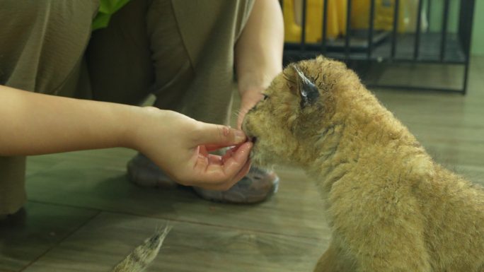 人与幼狮亲密互动