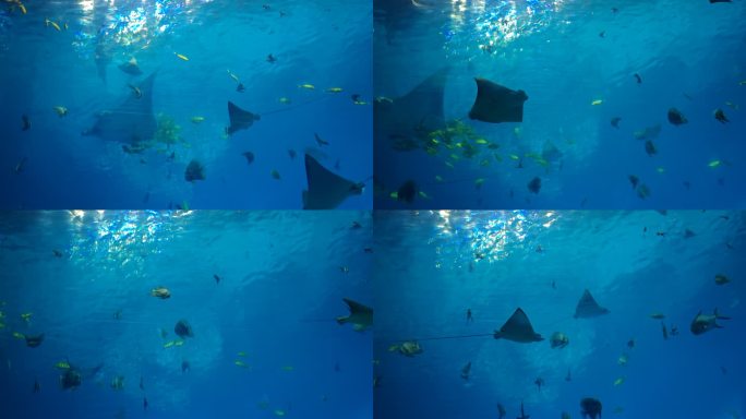 阳光下的海洋生物 海底世界 水族馆海洋馆