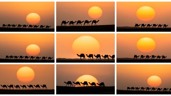 01沙漠骆驼剪影日落景观