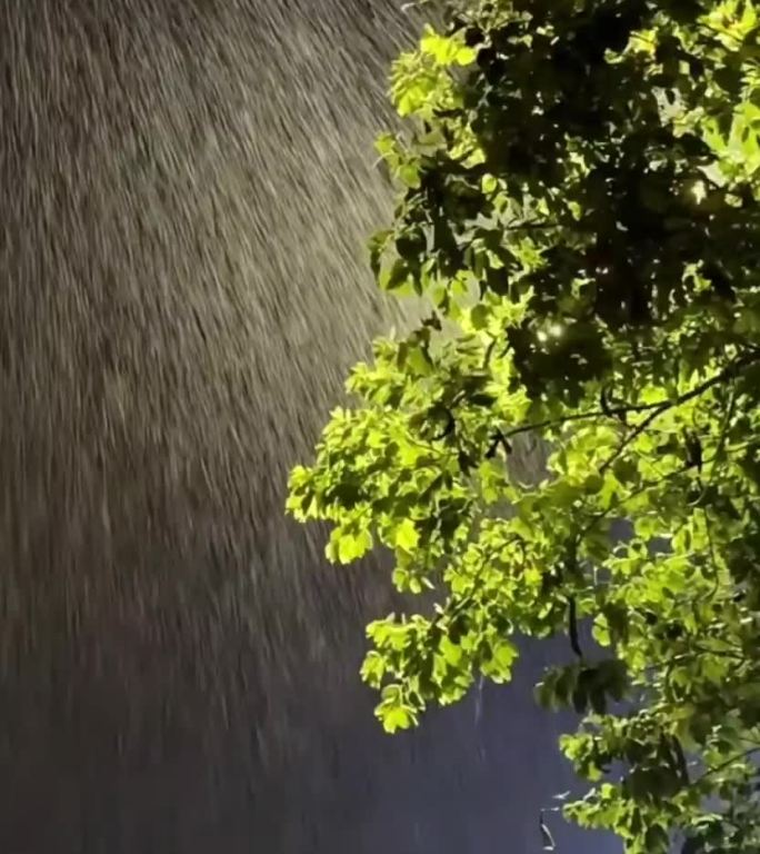 雨中绿叶摇曳