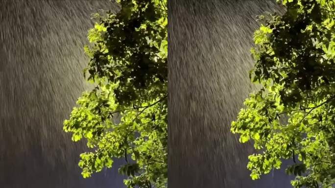 雨中绿叶摇曳