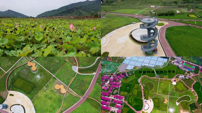 荷花莲藕莲蓬粮田小镇稻田艺术景观航拍