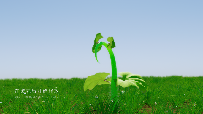 原创4k藤蔓植物生长开花logo演绎片头