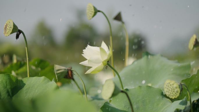 4k爱丽莎拍摄雨中荷花薰衣草女孩眺望远方