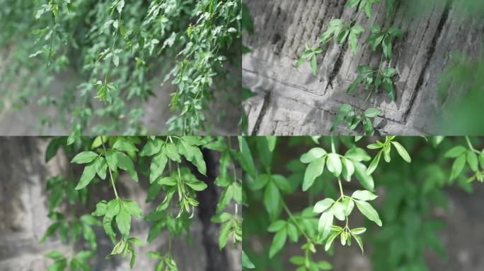 迎春花