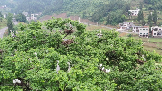 白鹭栖息地鸟瞰自然生态鸟巢鸟群树冠筑巢