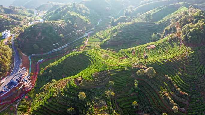 潮州凤凰山棋盘生态茶园光影航拍风景风光