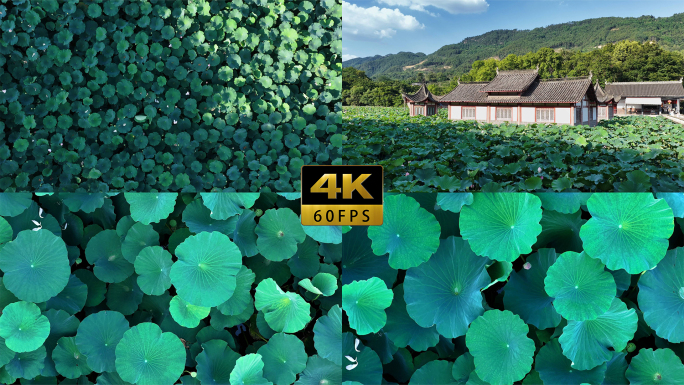 大暑荷花池航拍俯拍场景