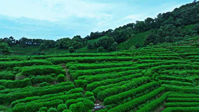 航拍龙井茶园