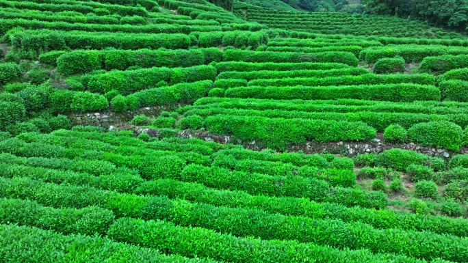 航拍龙井茶园