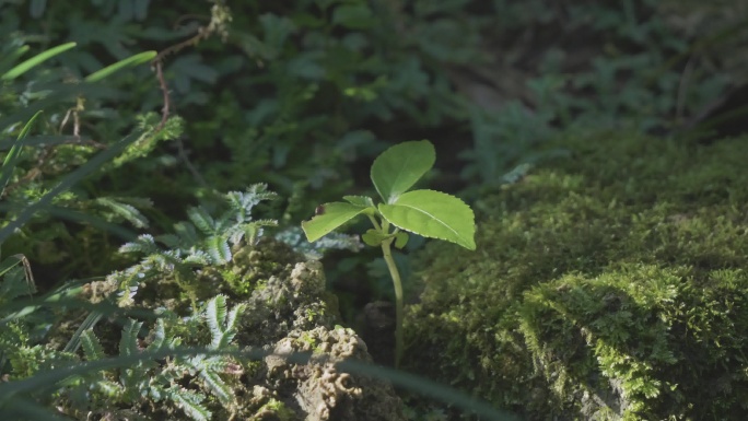 森林自然光影 苔藓覆盖的生态片头空镜素材