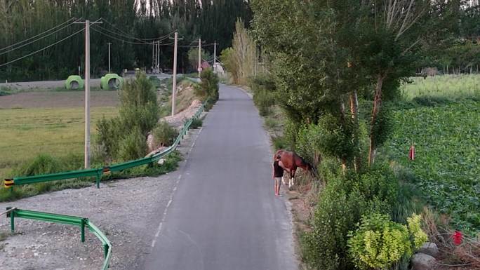 乡村公路上的马