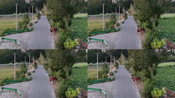 乡村公路上的马