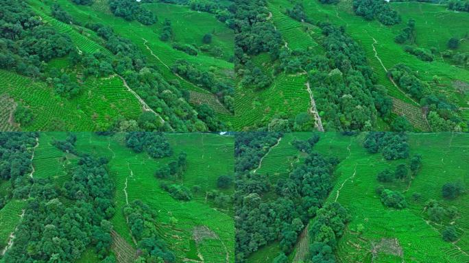 航拍龙井茶园