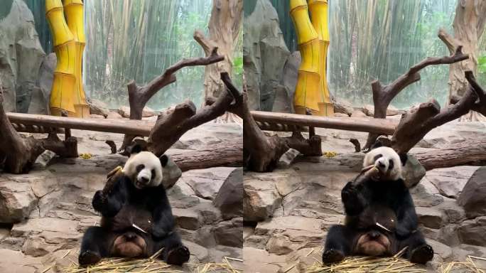 熊猫悠闲啃食竹子