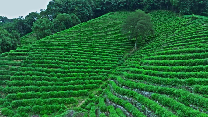 航拍龙井茶园