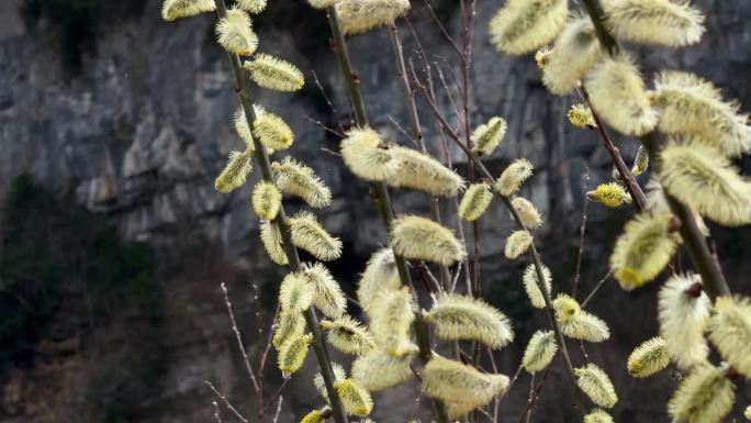 Salix caprea 山羊柳 大柳 欧洲本土植物特写