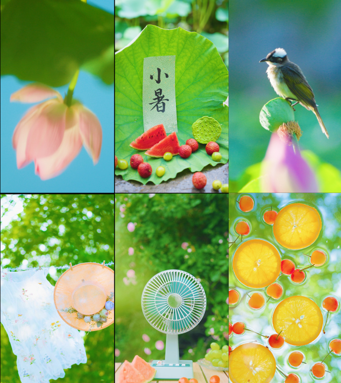 小暑 小暑节气 小暑竖版 夏天 夏日荷花