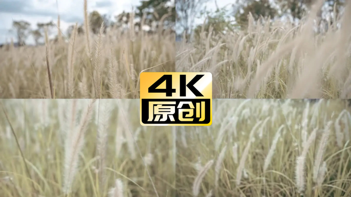 4K 路边有狗尾草 随风摇曳的芦苇