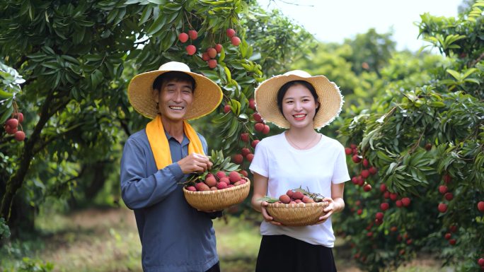 荔枝丰收灵山荔枝之乡
