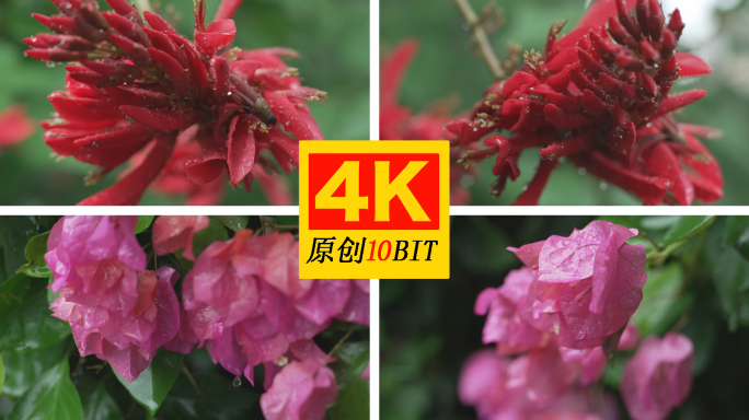 雨中花朵特写花朵上晶莹的水滴水珠