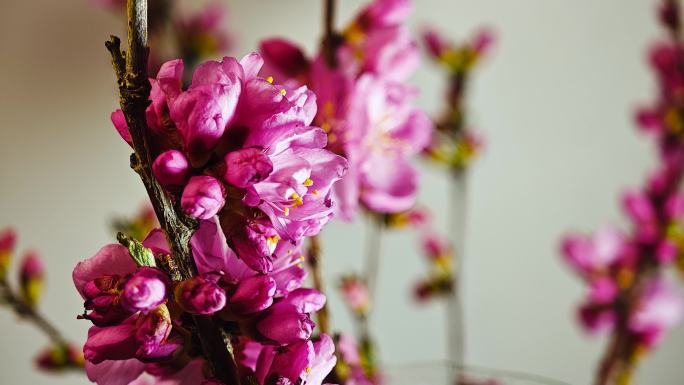 春夏 花开延时 鲜花盛开