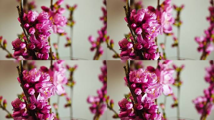 春夏 花开延时 鲜花盛开