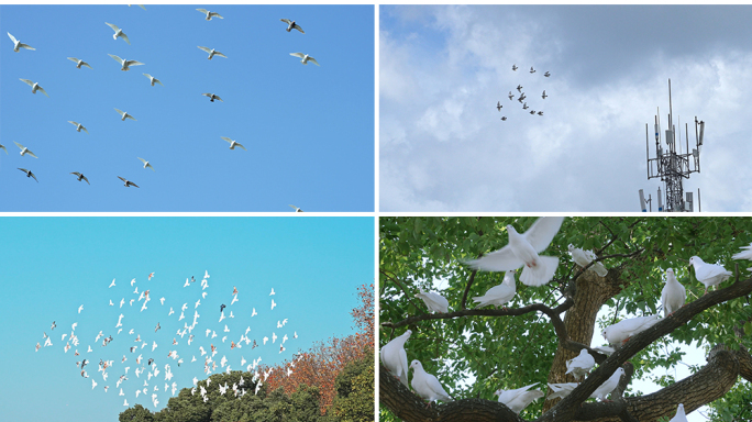 鸽子鸽群翱翔蓝天