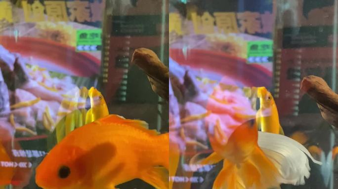 水中畅游的亲嘴鱼