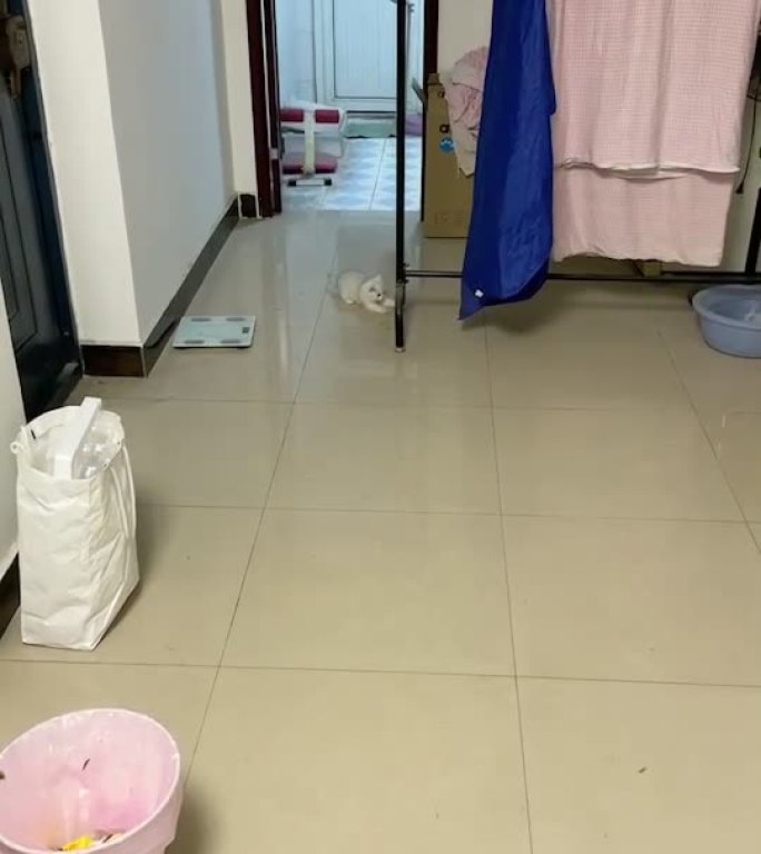 奔跑小猫