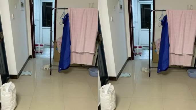 奔跑小猫